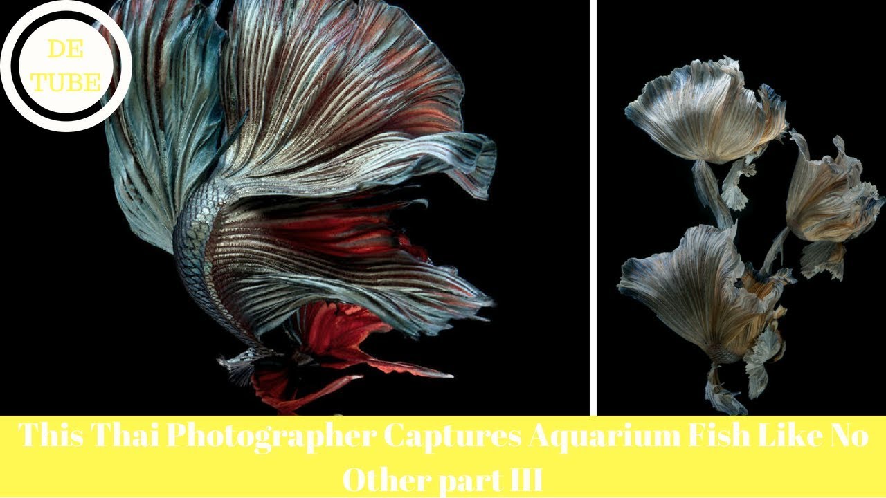 This Thai Photographer Captures Aquarium Fish Like No Other part III