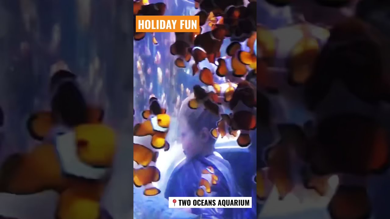 Two Oceans Aquarium Cape Town – Fun Outing for Kids