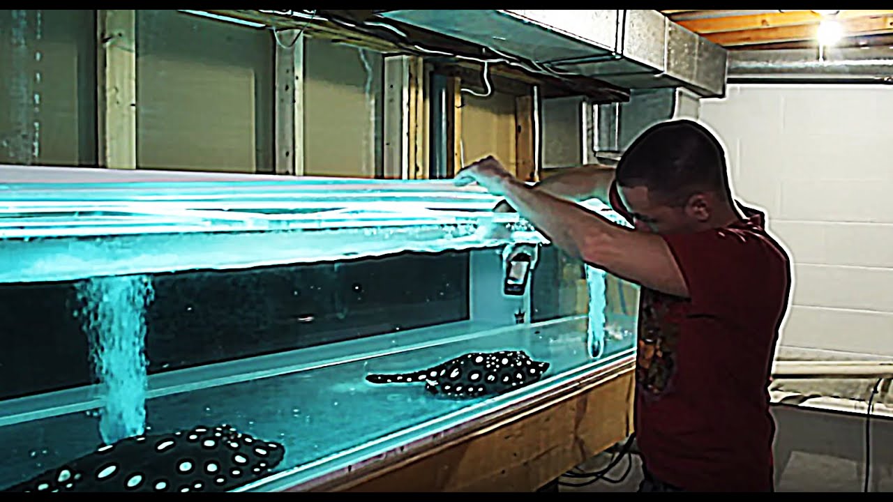 HOW TO: $5 underwater aquarium camera