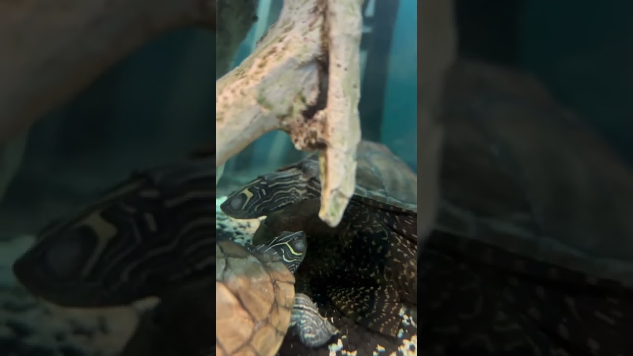 Happy Family #aquarium #aquatic #youtubeshorts