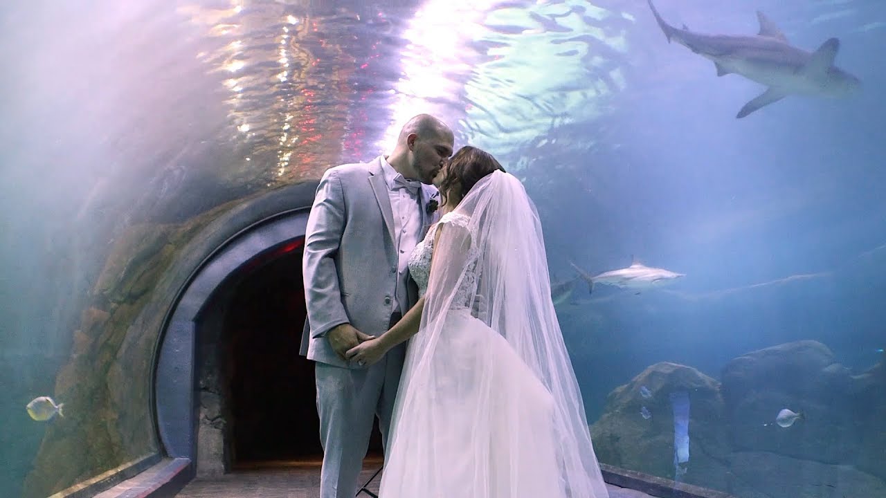November Wedding Film at the Adventure Aquarium {Allie + Adam} NJ Wedding Video