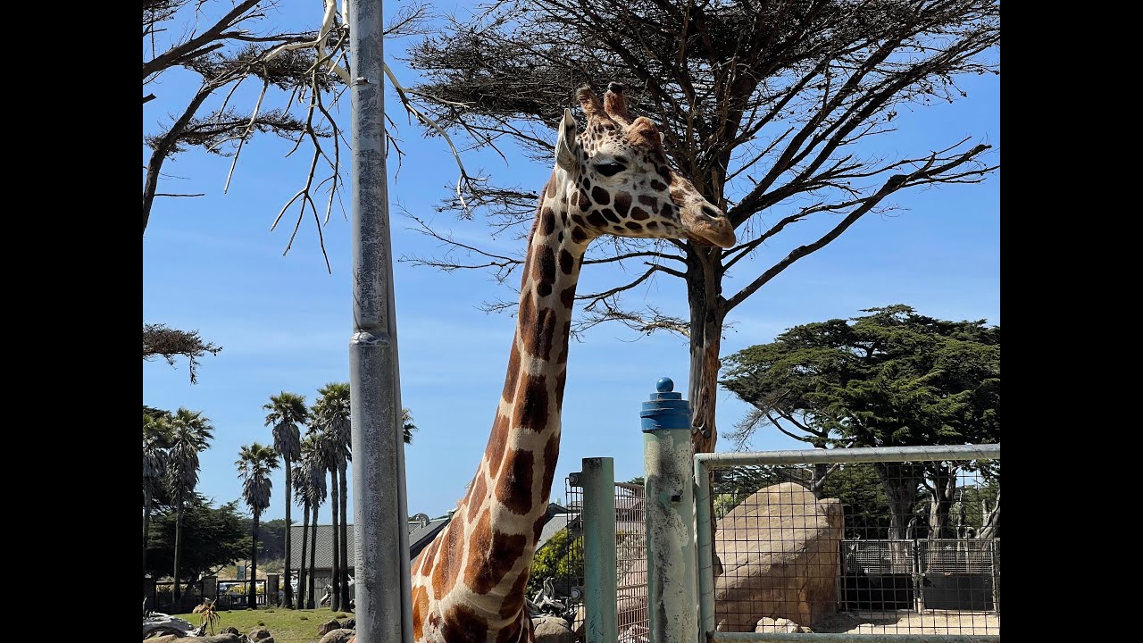 San Francisco Zoo and Pier 39 Aquarium of the Bay – Children's Day Out – Worth it?