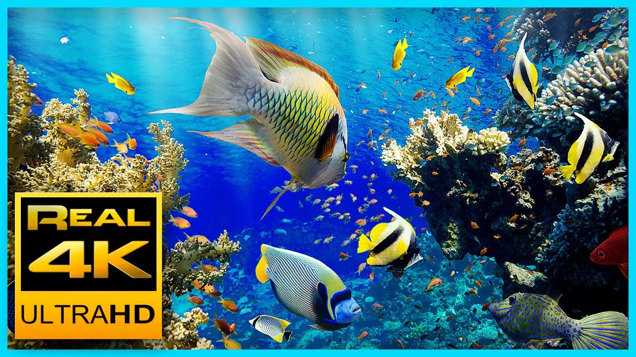 The Best 4K Aquarium for Relaxation II 🐠 Relaxing Oceanscapes – Sleep Meditation 4K UHD Screensaver