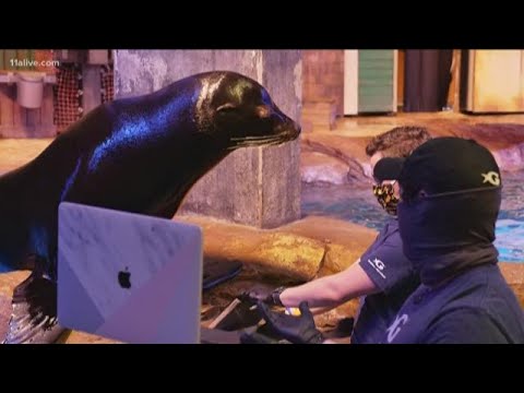 Virtual field trip: Kids have cool experience care of Georgia Aquarium