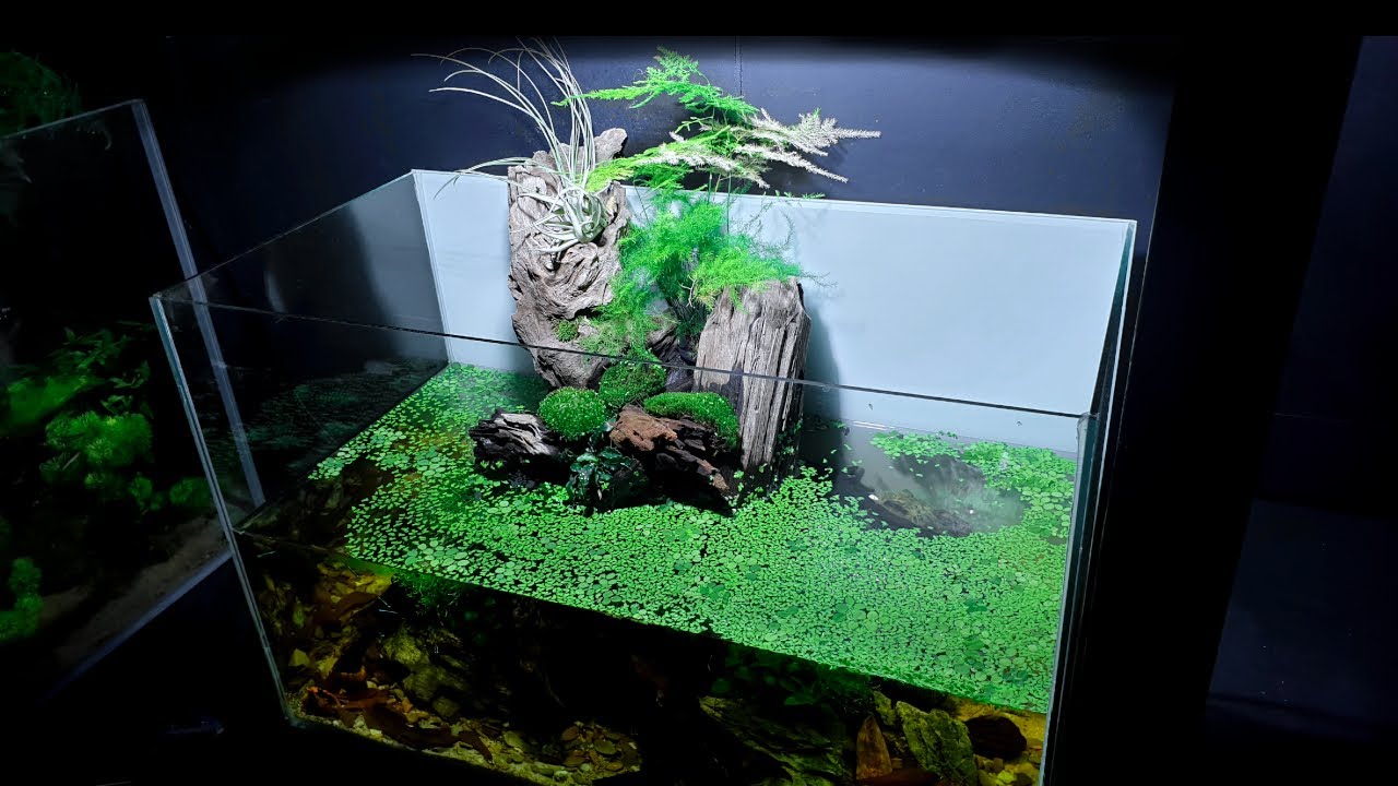 "The Fallen Tree" BLACKWATER AQUARIUM 🔵 Taking KIDS To The LFS!!! 🔵 NEW FISH!
