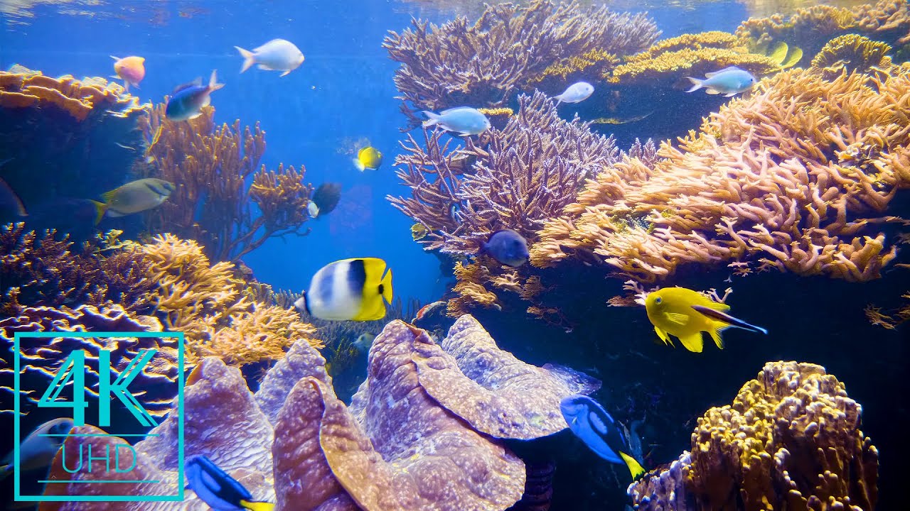 4K Aquarium Screensaver with Relaxing Music – 4 HOURS Marvels of the Underwater World