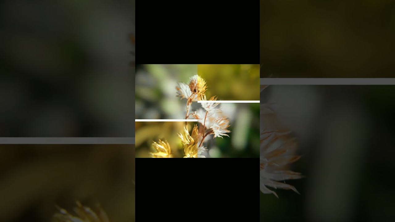 Before🎭After | Power of colour grading (transition)#youtube#shorts#photography#nature#portrait