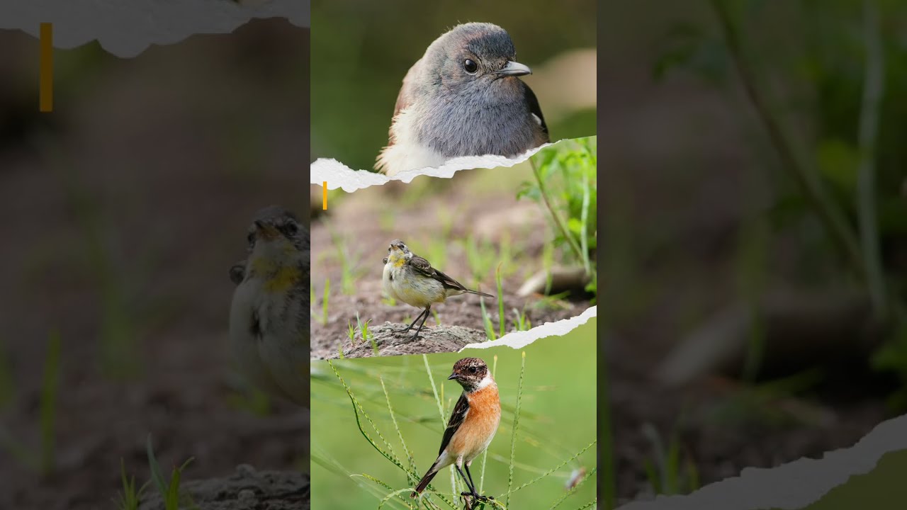 Bird Photography Tips: How to Take Super Sharp Pictures #shorts