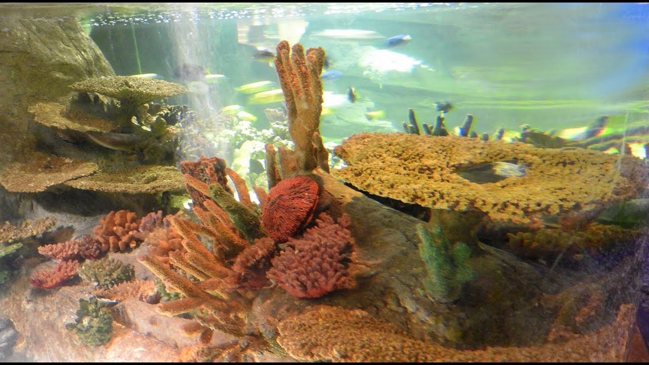 Blue Planet Aquarium