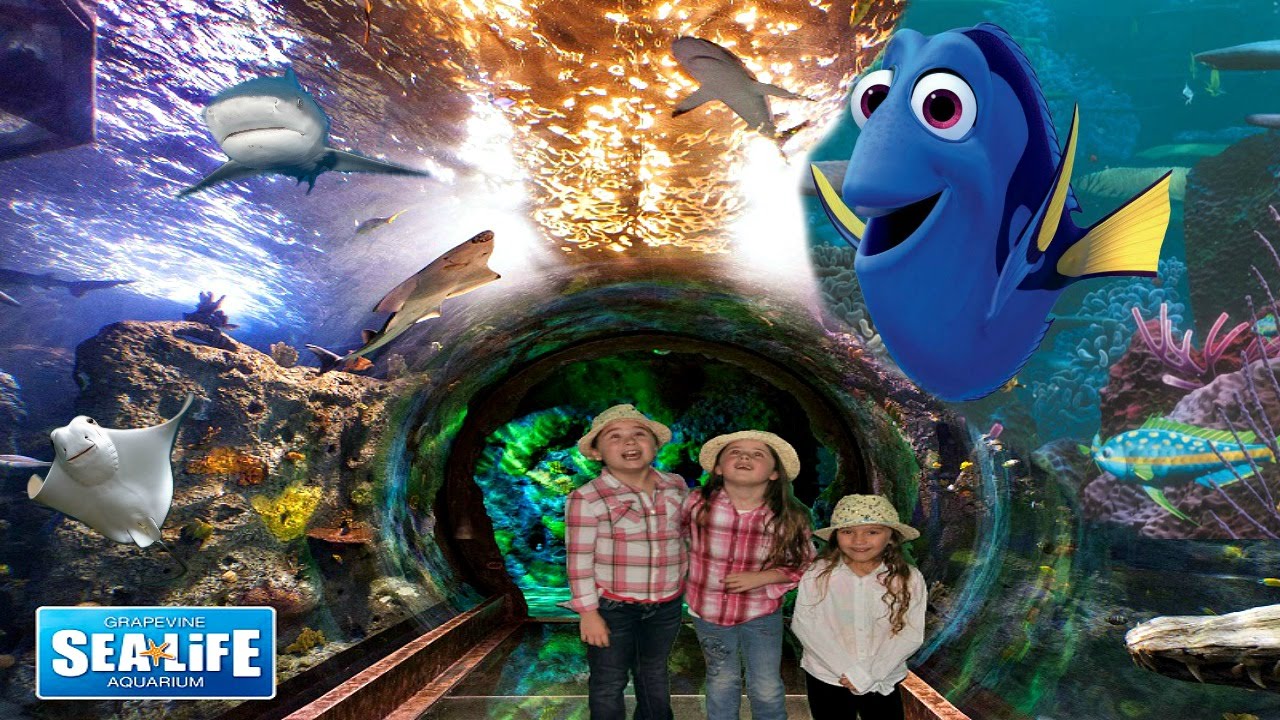 Finding Dory at the Sea Life Aquarium FAMILY FUN FOR EVERYONE