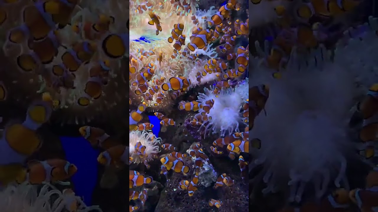 Found nemo 😋 #short #aquarium #vancouver 🎏 #clownfish #nemo #shorts #videos #love #fish #ocean