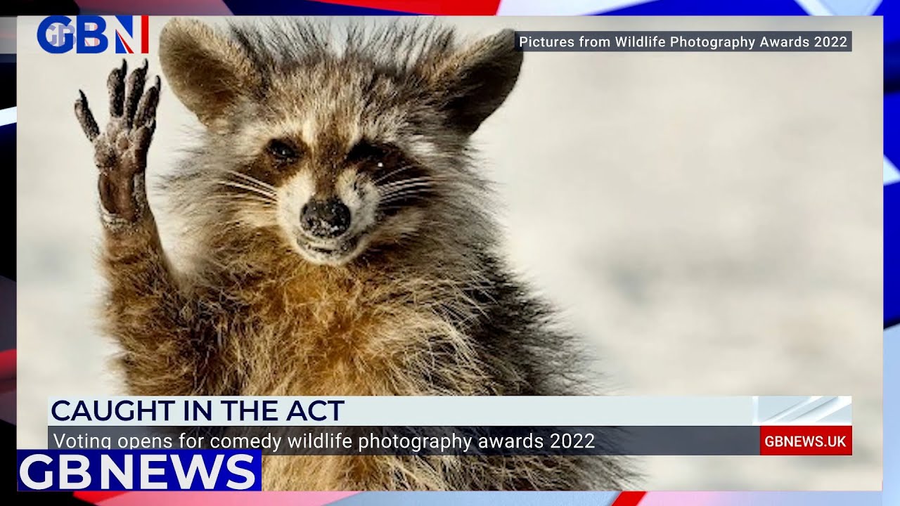 Voting opens for the comedy wildlife photography awards 2022