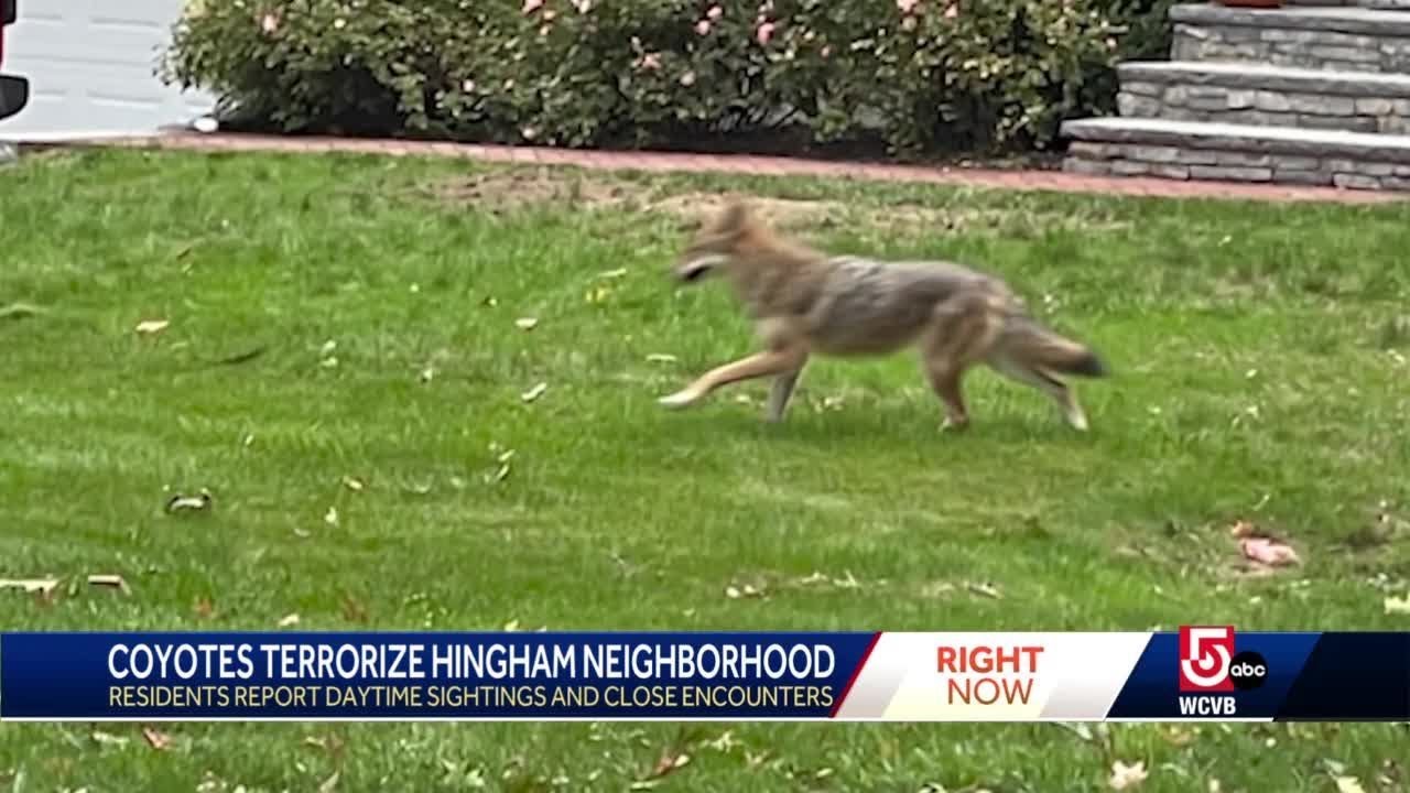 Warnings on South Shore after coyote follows child walking dog