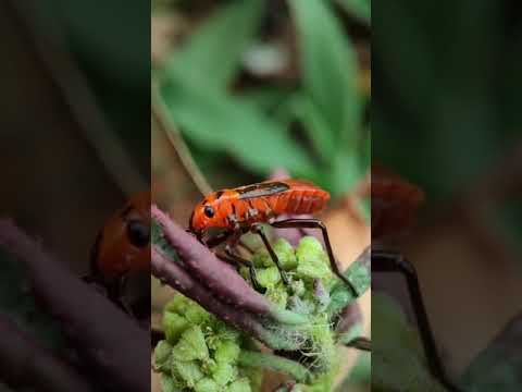 photography | Dysdercus cingulatus | species of true bug | in the family Pyrrhocoridae | Entomology