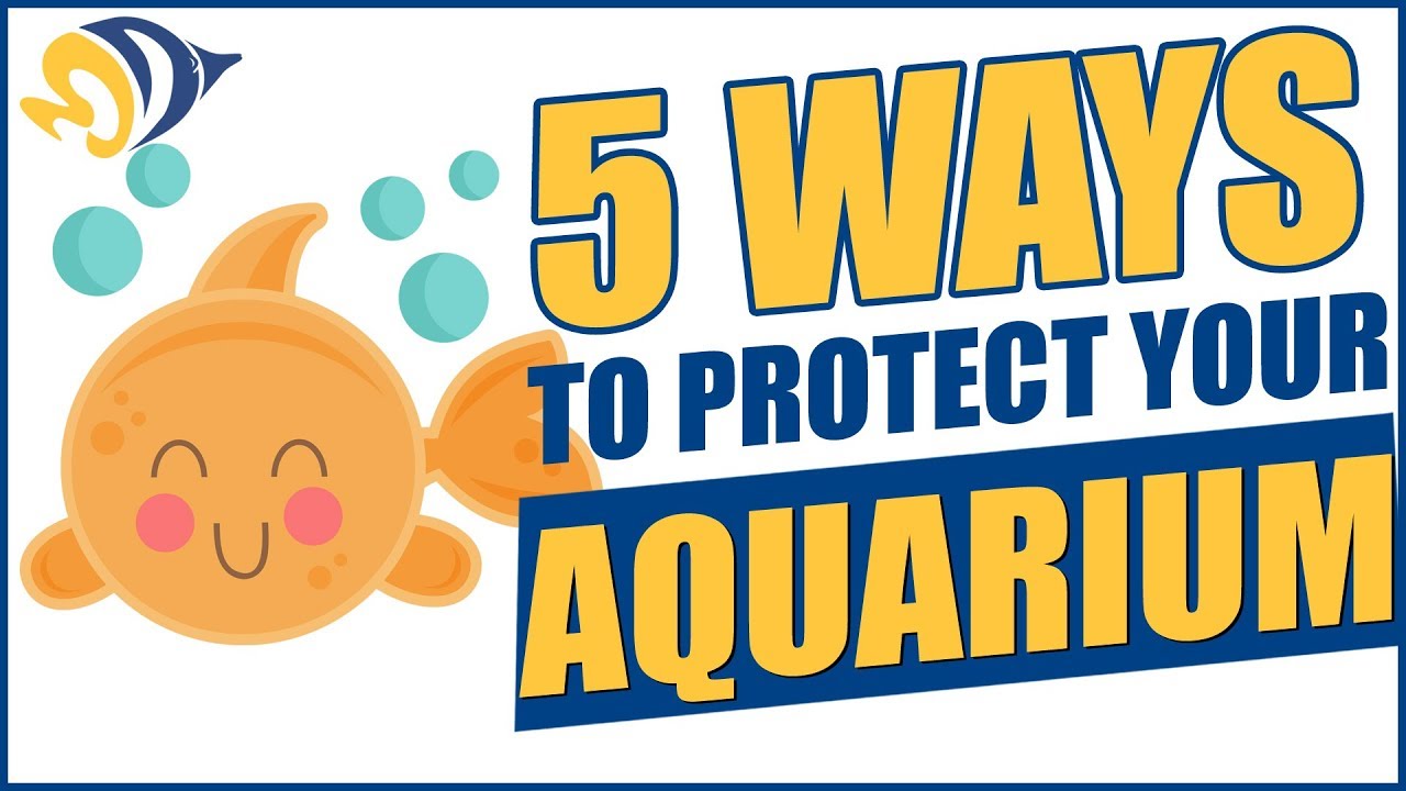 5 Ways to Protect Your Aquarium (and Family) from Contamination