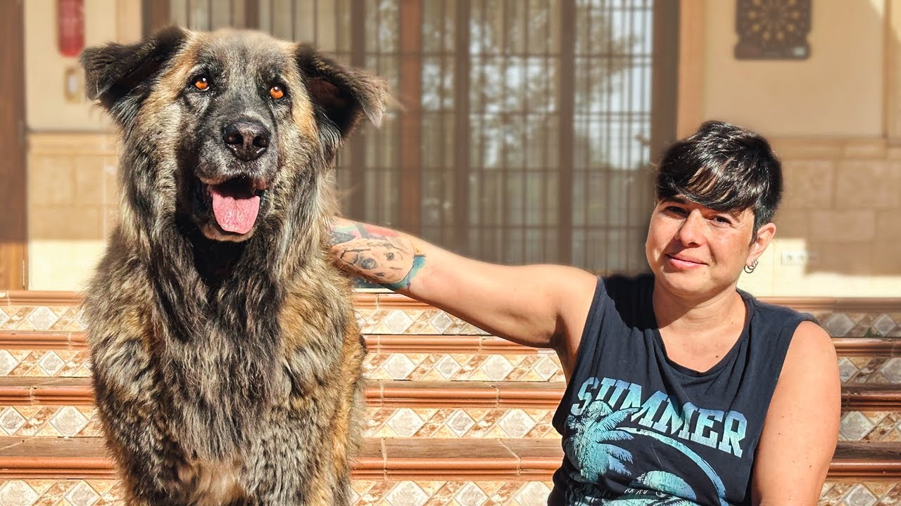 Amazing dog loses his family… help me find him a new one!