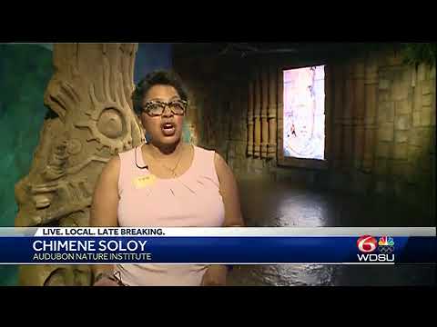 Audubon Aquarium offers Sensory Sundays for all children