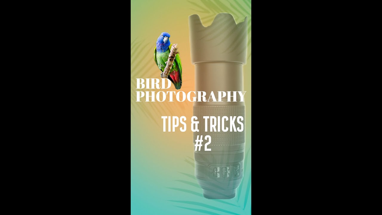 Bird Photography : Tip and Tricks #2 | Searching for Jungle Prinia (Tiny birds) in Wilderness