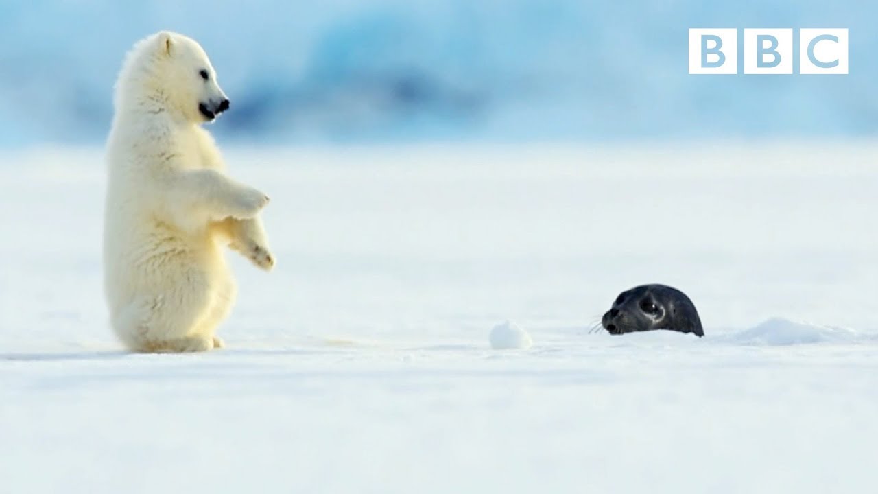 Polar bear cub is surprised by a seal – Snow Bears: Preview – BBC One