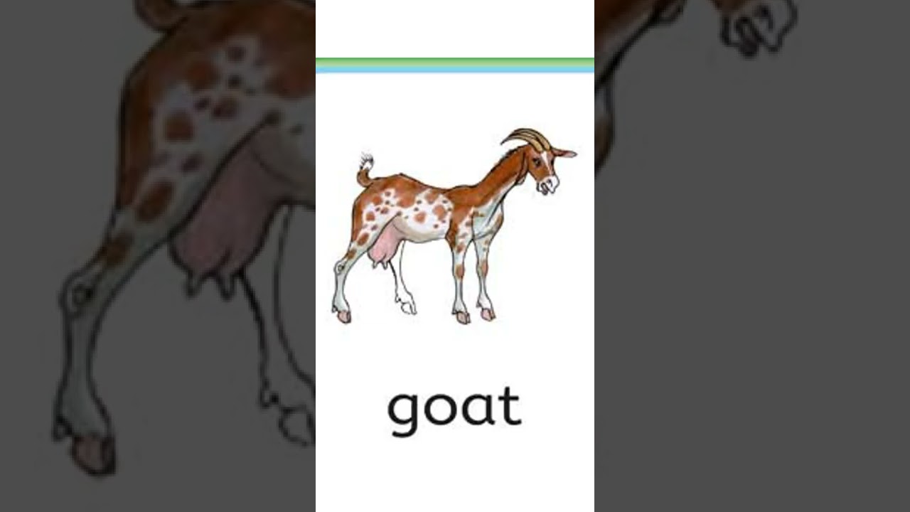 animals name with photo child learning#education #educational #shorts #kids #cartoon
