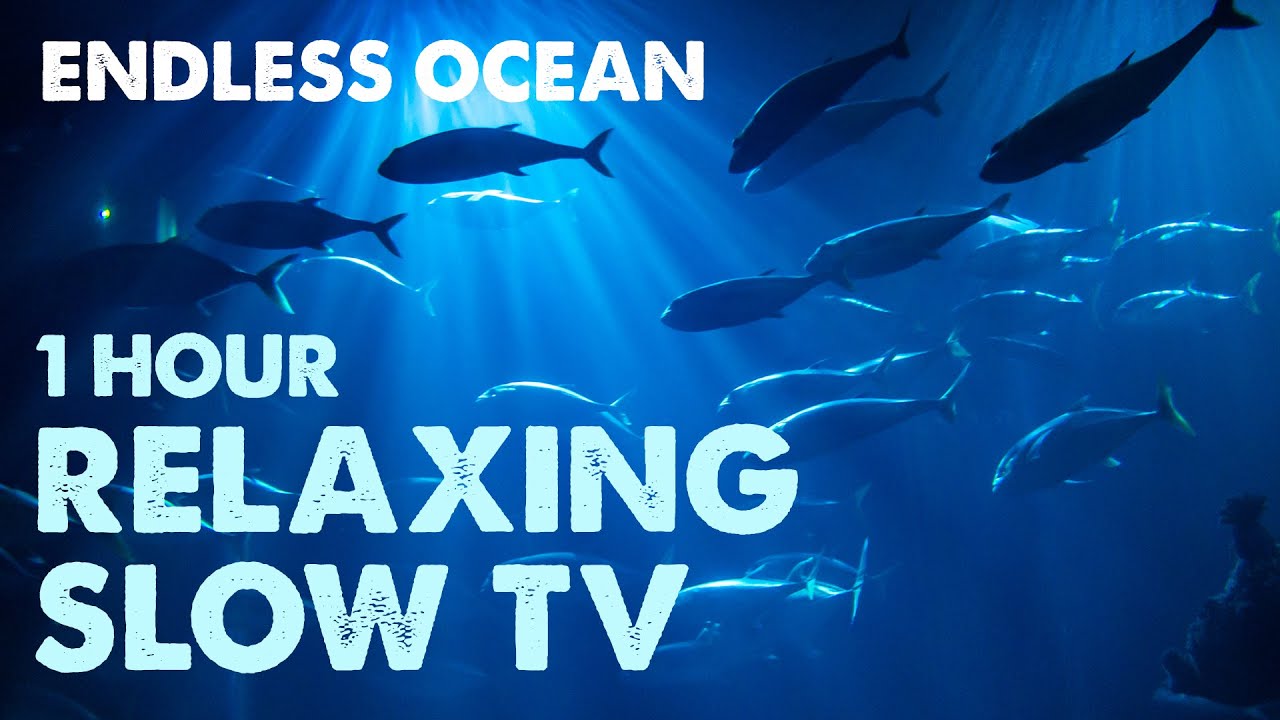 1 HOUR Relaxing Aquarium Slow TV – Endless Ocean (Sharks)