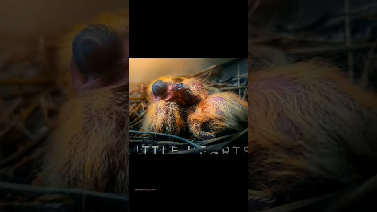 Baby bird Photography  |  #samsunga50 #photography #photographyshorts ##beforeandafter #pigeon