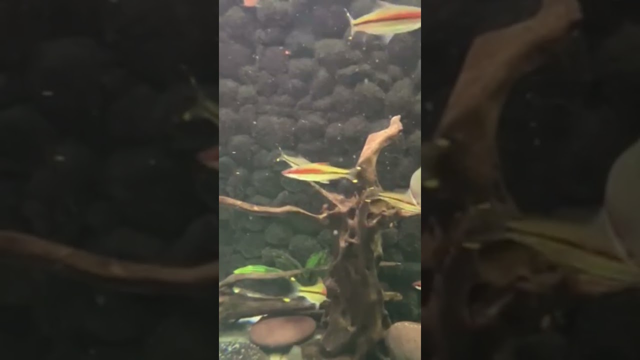 Baby shark do do..!!Kids song !!cute fishes ππ#shorts #youtubeshorts #short