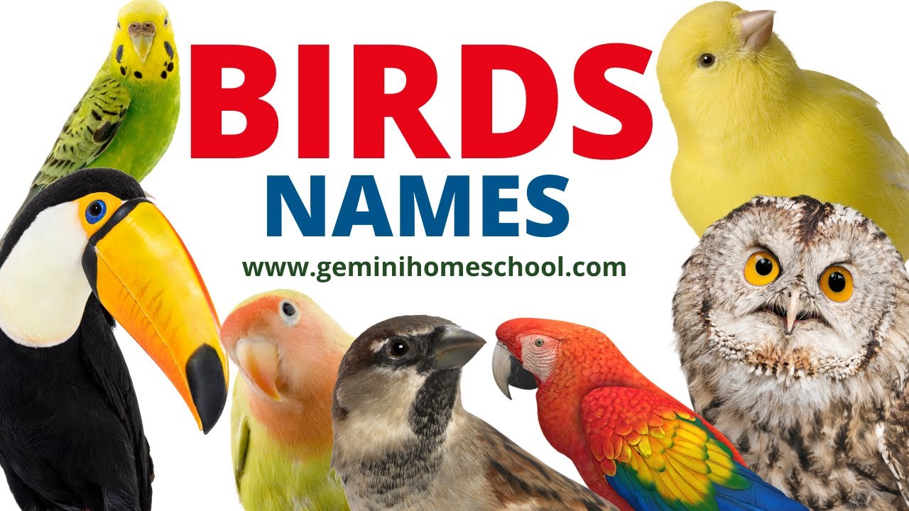 Birds Name | Birds Name With Pictures | Birds spelling | Birds Name For Kids | Birds Names #birds