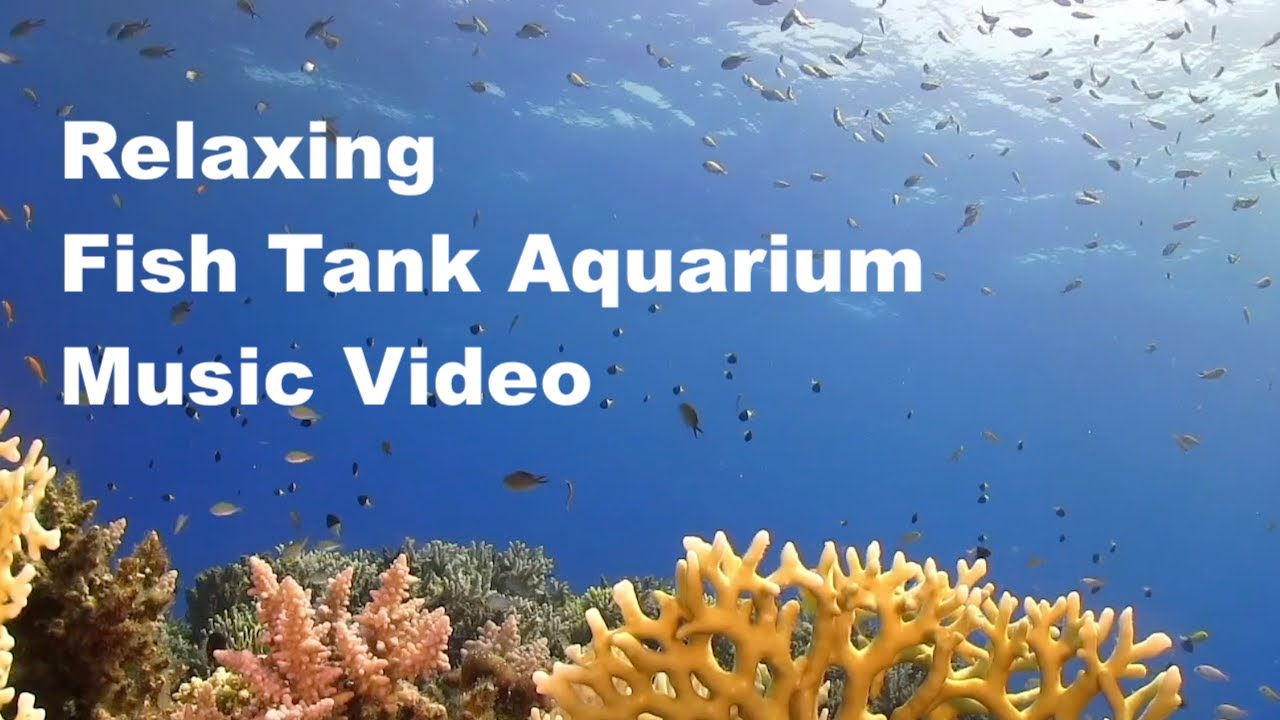 Fish Tank Aquarium with 2 Hours of Tropical Happy Songs & Relaxing Summer Music Video