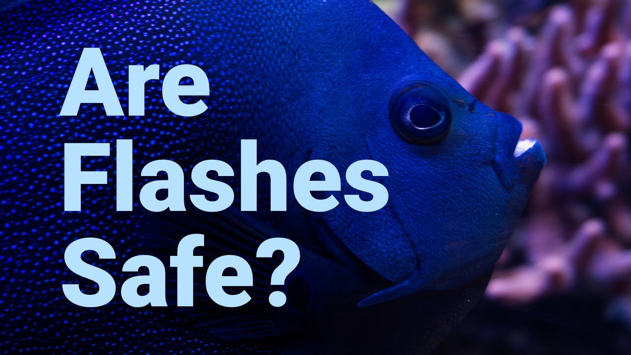 Is Flash Photography Safe for Aquarium Fish?