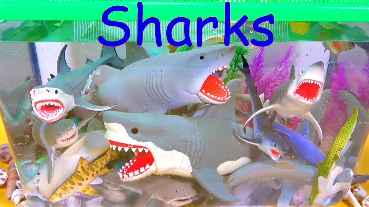 Learn about Sharks – Shark Toy Collection – Sharks for Kids  Aquarium – Sea Animals