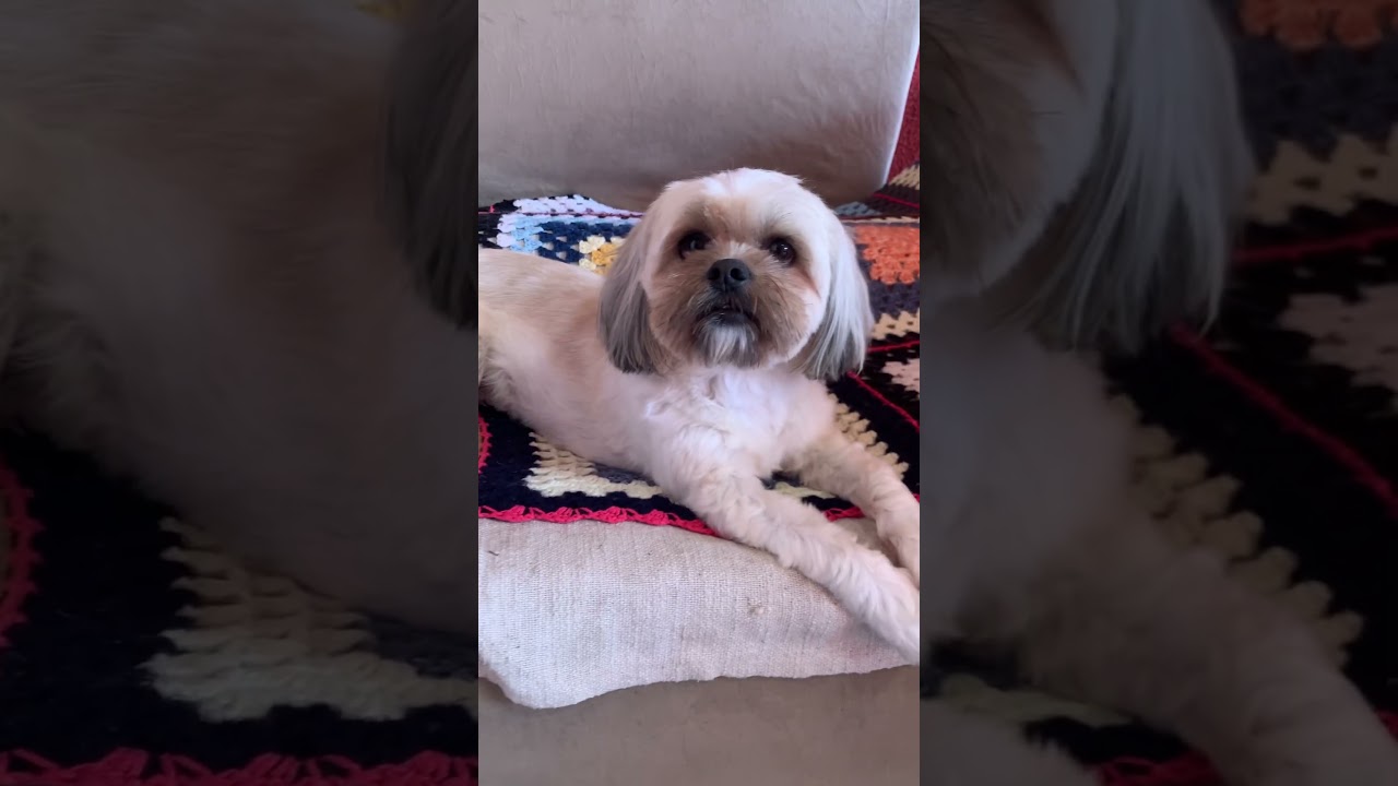 Momentos Andy! 🐶❤️💓🤩🥰 #love #dogs #fashionblogger #fashion #family #familyvlog #cute #brasil