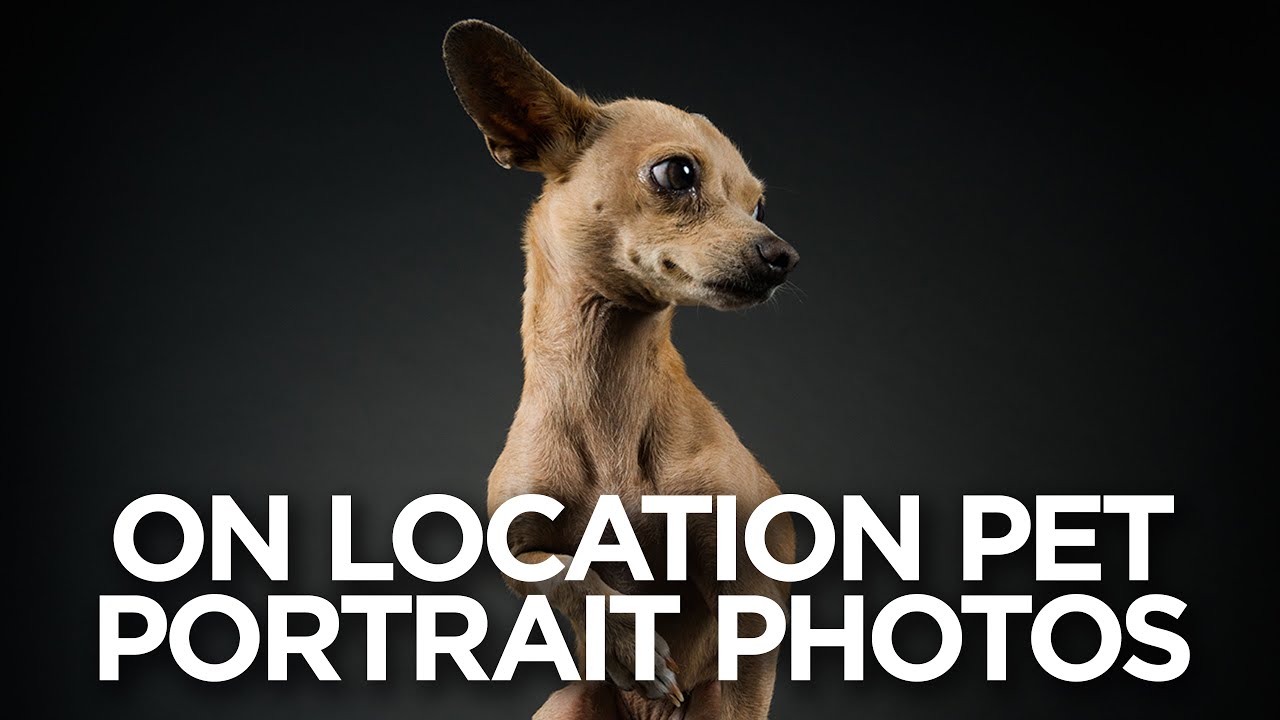 On Location Pet Portrait Photography with MagMod