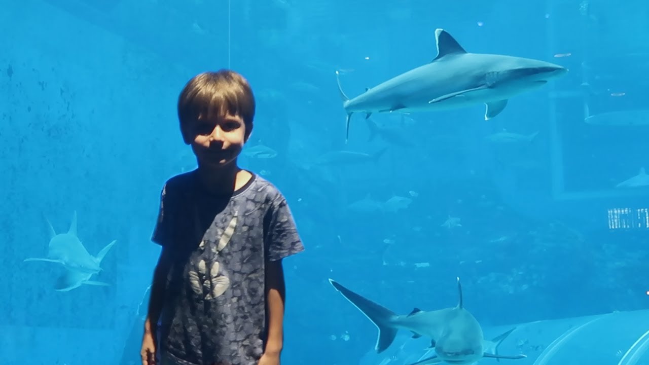 Sharks and SpongeBob's Friend Family in S.E.A.  Aquarium Singapore