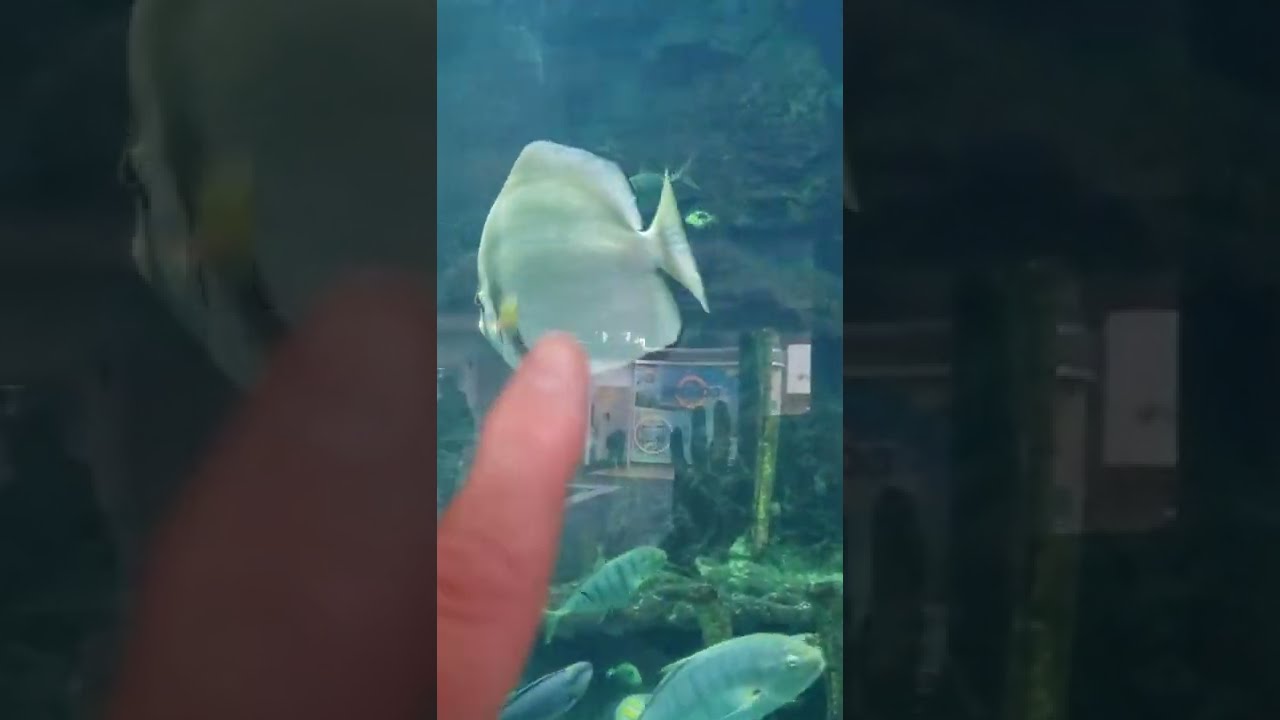 Visual ASMR Bat fish and Leopard shark! #animals #zoo #aquarium #fish Jan 2022