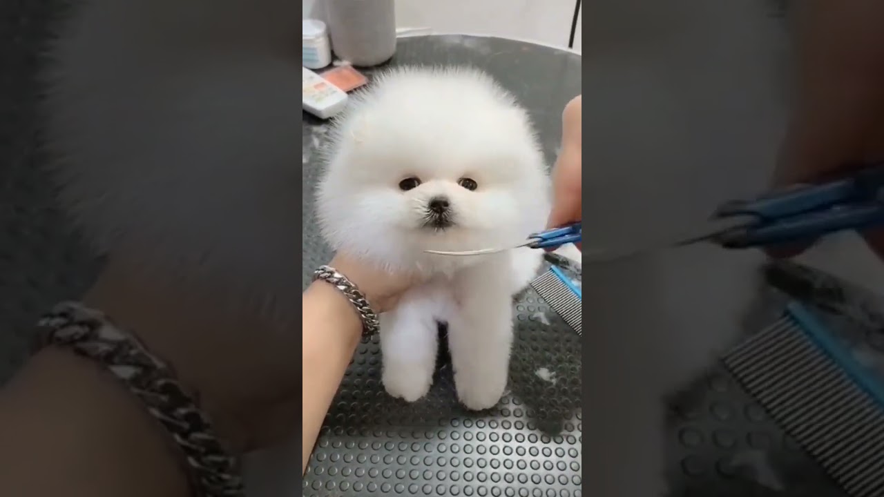 Wow! CuteDog Hair Cut😱 ¦ #shorts #youtubeshorts #cutedog #cutepuppy #tiktok #fun #like