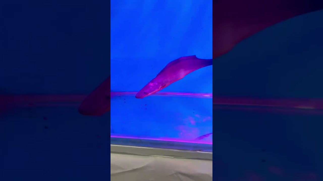 fish 🐠 🐟
