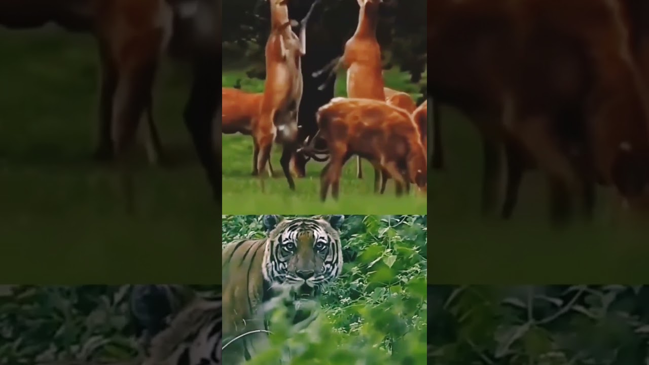 tiger attack on deer family
