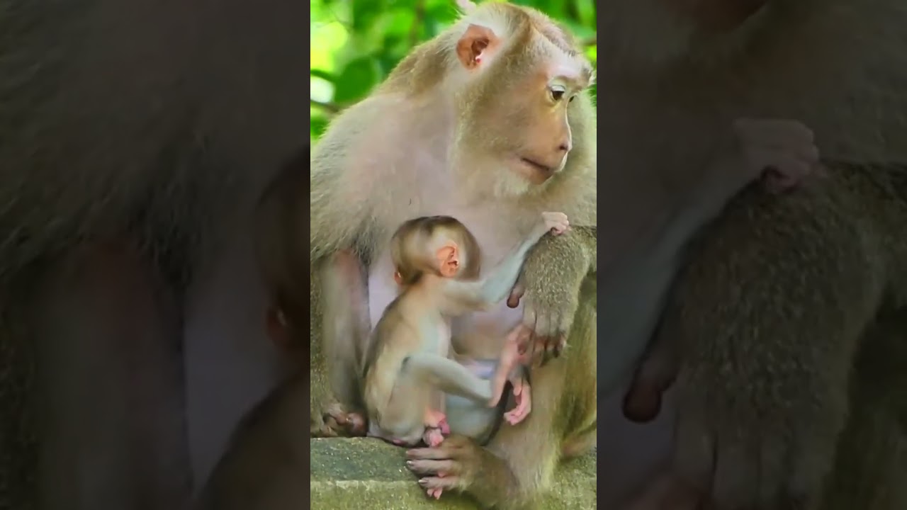 Adorable baby 🥰 #Shorts #baby #monkey