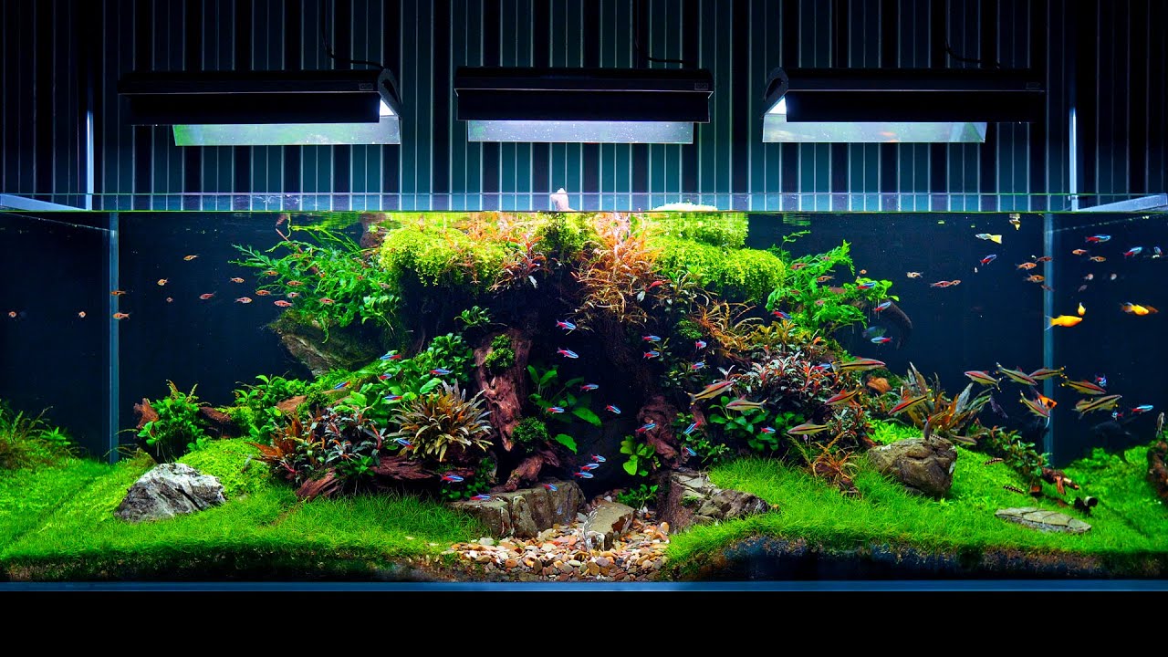 Aquarium Maintenance On Client Location – 4K Cinematic – Green Aqua