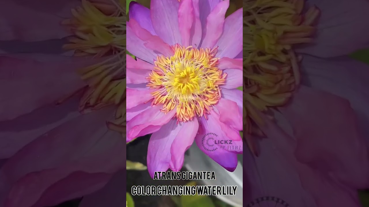Atrans Gigantea | Color changing water Lily | Water Lily #shorts #clickzbyjithz