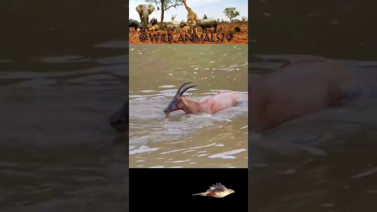 Crocodile attack 🐊😱 #shorts #animals  #hbkennel #crocodile #shorts #shortsfeed #short #crocodile