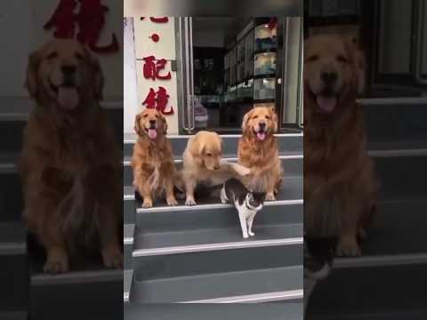 Family Photo 📸 📷 🖼   #cats #dog #cute