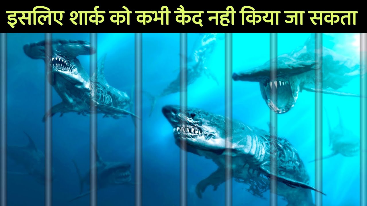 Great white Shark को Aquarium में क्यों नही रखा जाता | #shorts #short