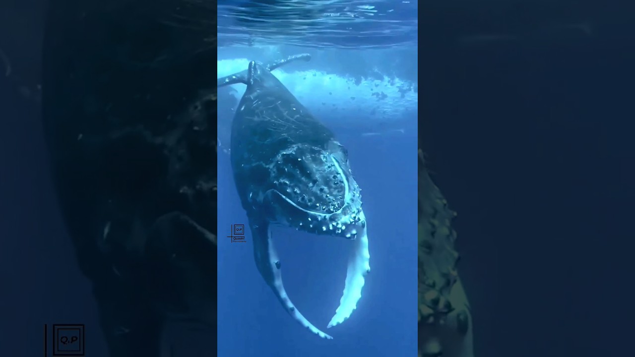 Humpback whale 🐳 | Nature Beauty | wild photography | #shorts #shortsvideo #viral