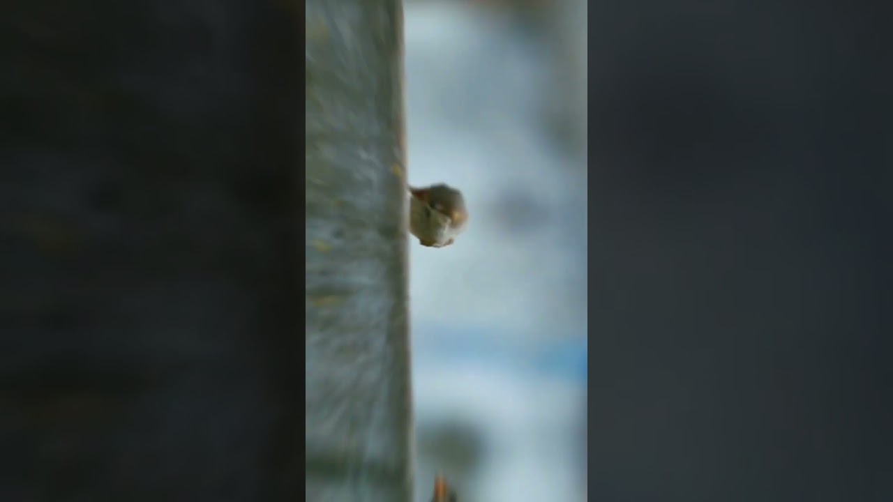 #I love Sparrow#naturephotography #nature#videography#julian photography#2023#whatsapp#status#HD