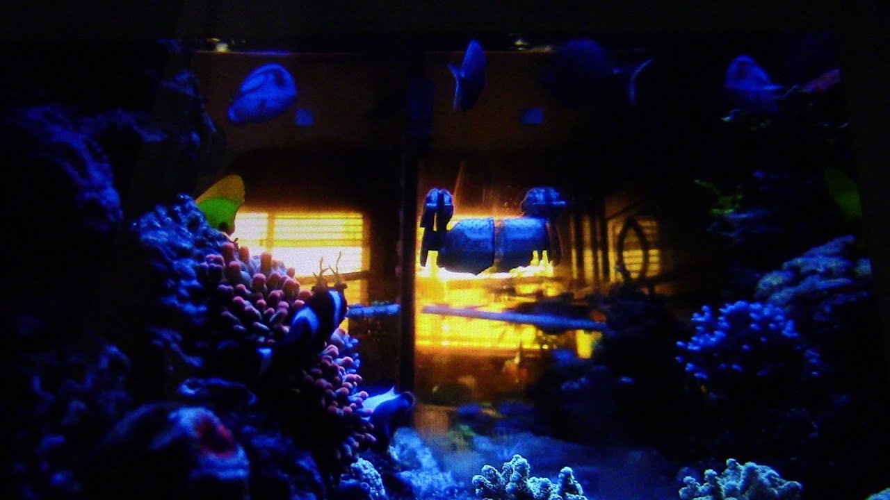 REEF AQUARIUM PHOTOGRAPHY GEL FILTERS! | NOTE 8 CAMERA VIDEO QUALITY