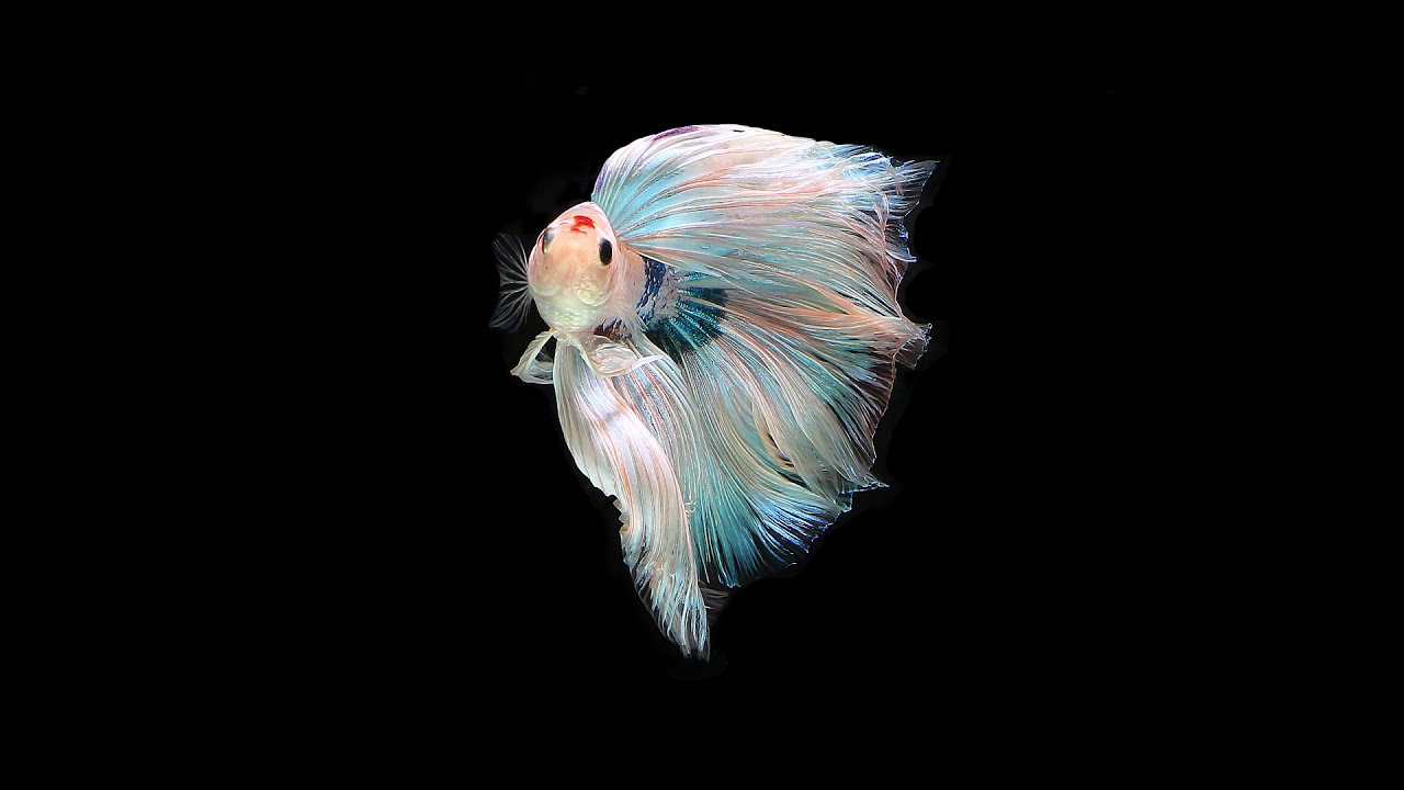 THE MOST EASY WAY BETTA FISH PHOTOSHOOT