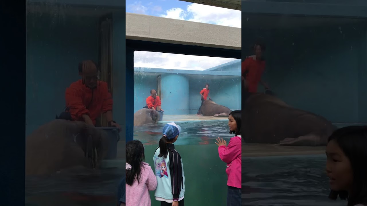 Walrus want to play with children- Otaru aquarium in Japan #Shorts