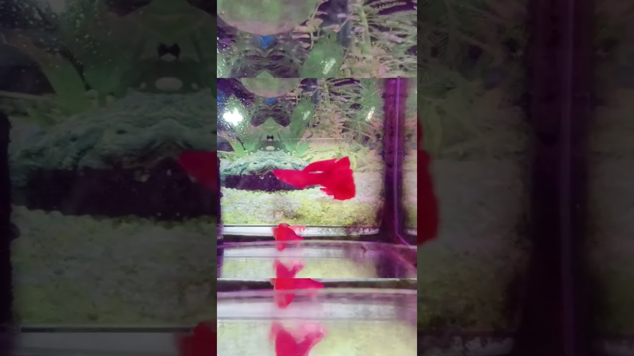 #albino #full #red #guppy #fishfarming #fishshorts #livestream #aquarium #annai #gaming #photography